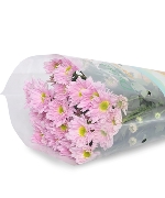 Cúc Mai Tím Nhụy Xanh (5 cành)