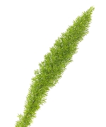 Lá đuôi chồn (10 cành,A)