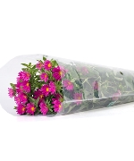 Cúc nhật nhí hồng (450g)