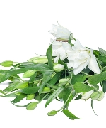 Hoa Lily Kép Trắng (5 cành)
