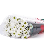 Cúc mai trắng (5 cành)