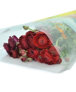 Mao lương đỏ (10 cành)