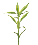 Lá Phát Tài vàng (5 cành)