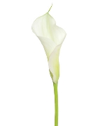 Hoa Calla trắng (Hoa Viên Hy Trắng) (5-10 cành)