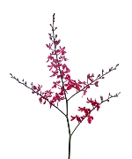 Lan Ren Red (5 cành)