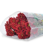 Cúc Mai Đỏ (5 cành)