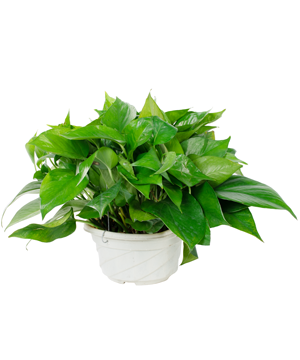 Cây trầu bà (VP)