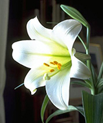 Sài Gòn - Mùa hoa bách hợp về