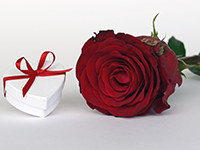 Rose Day - Ngày của Hoa hồng tình yêu