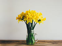 BẬT MÍ CÁCH GIỮ HOA HẰNG NGÀY TƯƠI LÂU