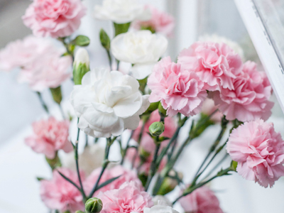 Hoa cẩm chướng và ngày của mẹ: sự kết hợp hoàn hảo