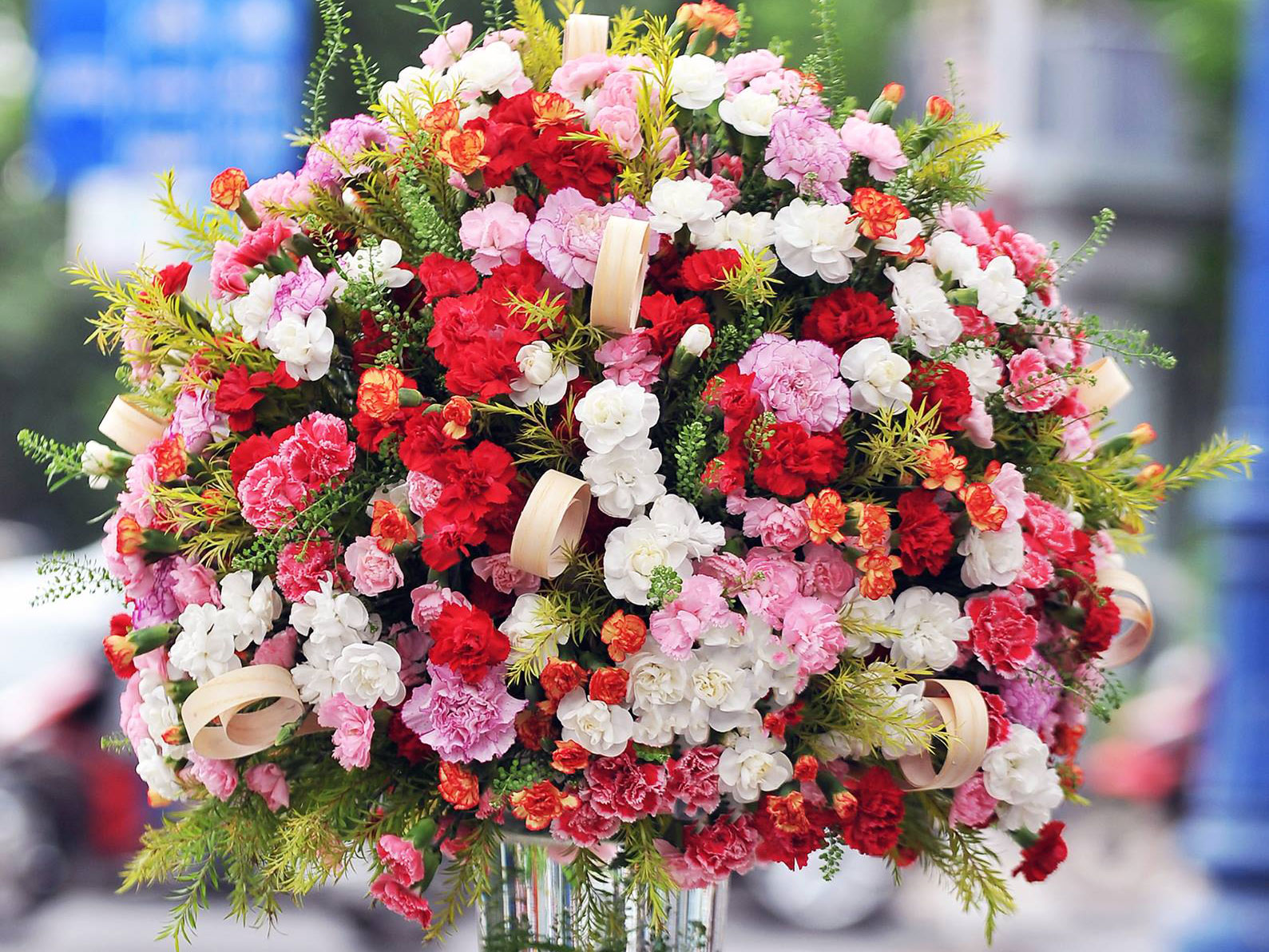 15 sự thật thú vị về hoa cẩm chướng