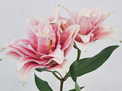 Phân biệt ly đơn, ly kép và loa kèn