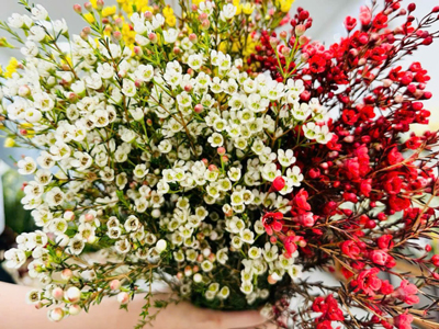 Hoa Thanh Liễu: Xuất Xứ, Ý Nghĩa, và Bí Quyết Chăm Sóc Đẹp Cho Ngày Tết