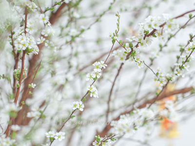 Bí kíp chọn hoa tuyết mai nở đẹp đúng ngày Tết