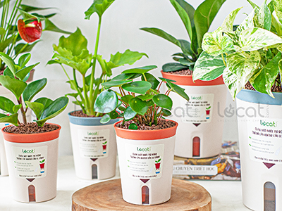 Chậu cây tự tưới - Giải pháp hoàn hảo cho người bận rộn