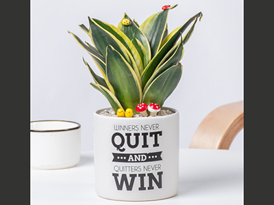 Top 10 mẫu cây xanh tạo động lực dành tặng nhân viên