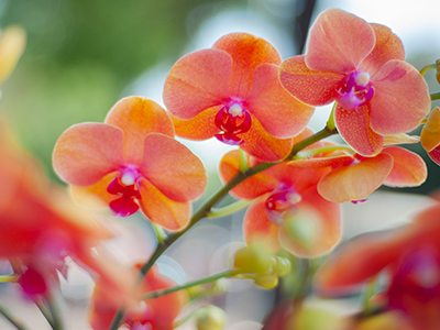 6 Bí mật của hoa: xây dựng và tạo nên mối quan hệ bền vững