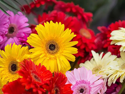 SỰ ĐA DẠNG TRONG VẺ ĐẸP CỦA HOA CÚC ĐỒNG TIỀN VÀ MẸO VẶT GIỮ HOA TƯƠI LÂU