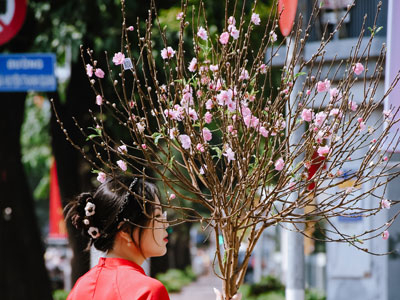 Câu chuyện về hoa đào trong văn hóa Việt Nam dịp Tết - cách chọn mua hoa đào đẹp