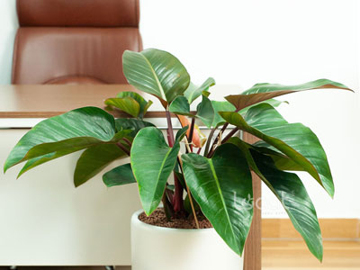 Xu hướng cây cảnh nội thất năm 2025