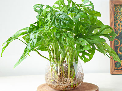 Chuyển cây sang môi trường thủy sinh – Hành trình bắt đầu một ngôi nhà mới