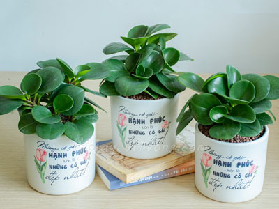 7 lý do bạn nên có ít nhất một chậu cây trong phòng