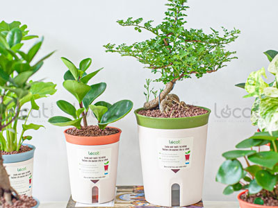 Vì sao nên chọn cây xanh làm quà tặng?