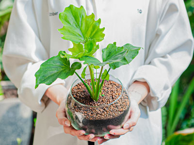 Có phải ai cũng hợp với việc trồng cây? Bạn có phải là người “mát tay” trồng cây không?