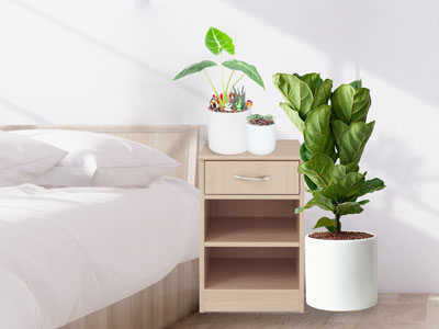 Thiếu oxy khi đặt cây xanh trong phòng ngủ, sự thật sẽ khiến bạn bất ngờ