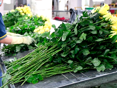 Phân biệt hoa hồng loại A, B, C: Tiêu chuẩn chất lượng & tham khảo mức giá hoa