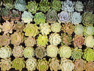 Sen đá - vẻ đẹp mộc mạc cho không gian sống