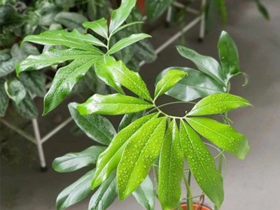 Philodendron Goeldii -  kiệt tác lá xẻ độc nhất vô nhị dành cho dân chơi kiểng lá