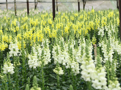 Khám phá hoa mõm sói từ truyền thuyết cổ xưa đến văn hóa hiện đại