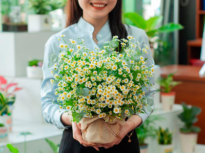 Nhu cầu làm đẹp phòng ngủ bằng hoa: đẹp nhưng có liệu an toàn?