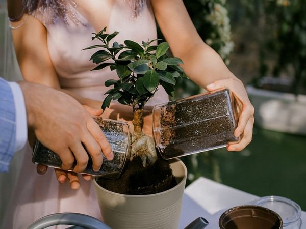 Trồng cây trong lễ cưới xu hướng cưới xanh cho tình yêu đôi lứa