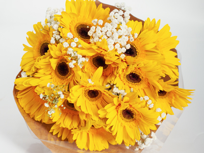 Hoa đồng tiền bị cong cành: bật mí 3 mẹo phục hồi của chuyên gia