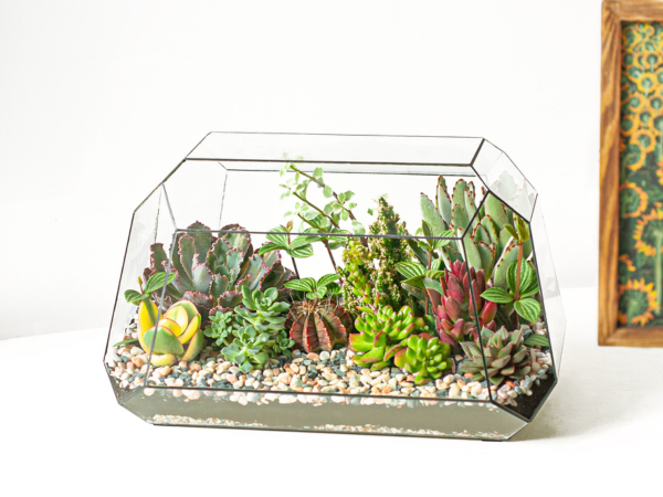 Terrarium: Khu rừng nhỏ thu mình trong chiếc lọ trong veo