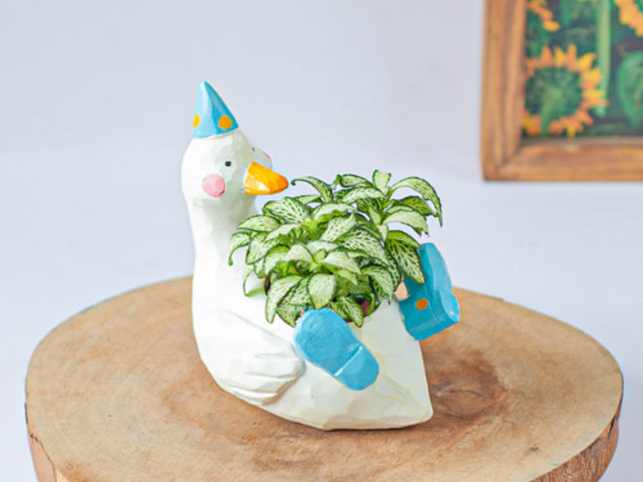 Chuyện của cây xanh: Fittonia - Lá may mắn nhỏ bé nhưng diệu kỳ