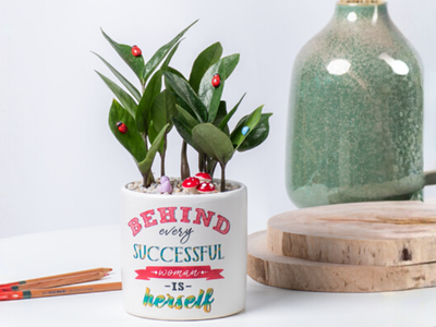 Cách chăm sóc cây Kim Tiền