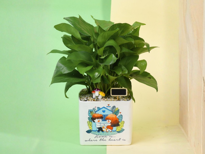 Cây trầu bà bị héo: Nguyên nhân và cách khắc phục hiệu quả