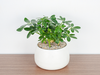 Cách chăm sóc cây ngũ gia bì cho không gian sống