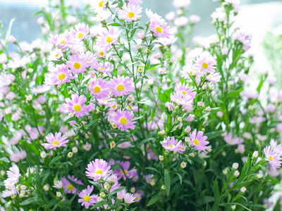 Tuổi Thọ Của Hoa Thạch Thảo: Bao Lâu Thì Hoa Tàn?