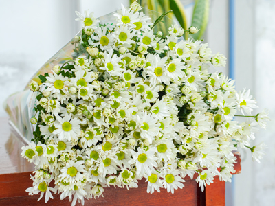 Cúc họa mi tinh túy đất trời vào thu gói trong nhịp sống Hà Thành