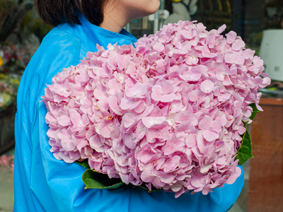 FAQ về Cẩm tú cầu nhập khẩu: tất tần tật điều bạn cần biết trước khi mua