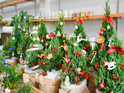 CÂY SƠN TÙNG: DẤU HIỆU CHO MÙA NOEL ĐẾN