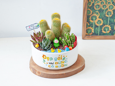 7 ĐIỀU THÚ VỊ VỀ CÂY XƯƠNG RỒNG