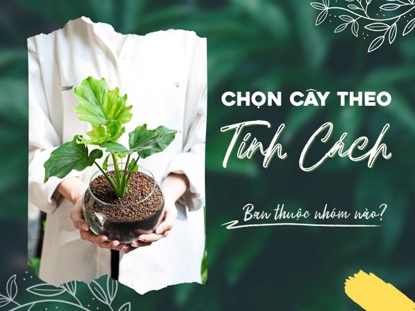 CHỌN CÂY THEO TÍNH CÁCH: BẠN THUỘC NHÓM NÀO?