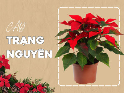 CÂY TRẠNG NGUYÊN LOÀI CÂY MANG SẮC ĐỎ MAY MẮN CỦA MÙA LỄ HỘI