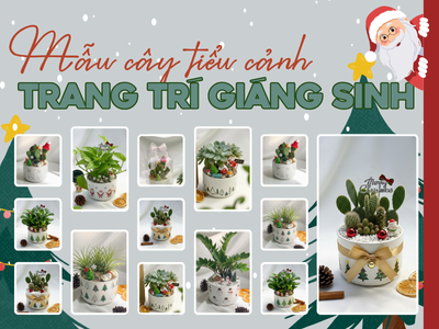 TOP CÁC MẪU CÂY TIỂU CẢNH TRANG TRÍ NOEL XINH XẮN XU HƯỚNG 2025 TẠI HOA YÊU THƯƠNG
